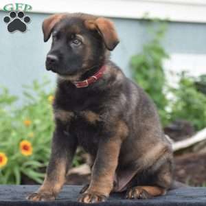Mack, German Shepherd Puppy